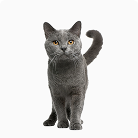 Katrine-cat